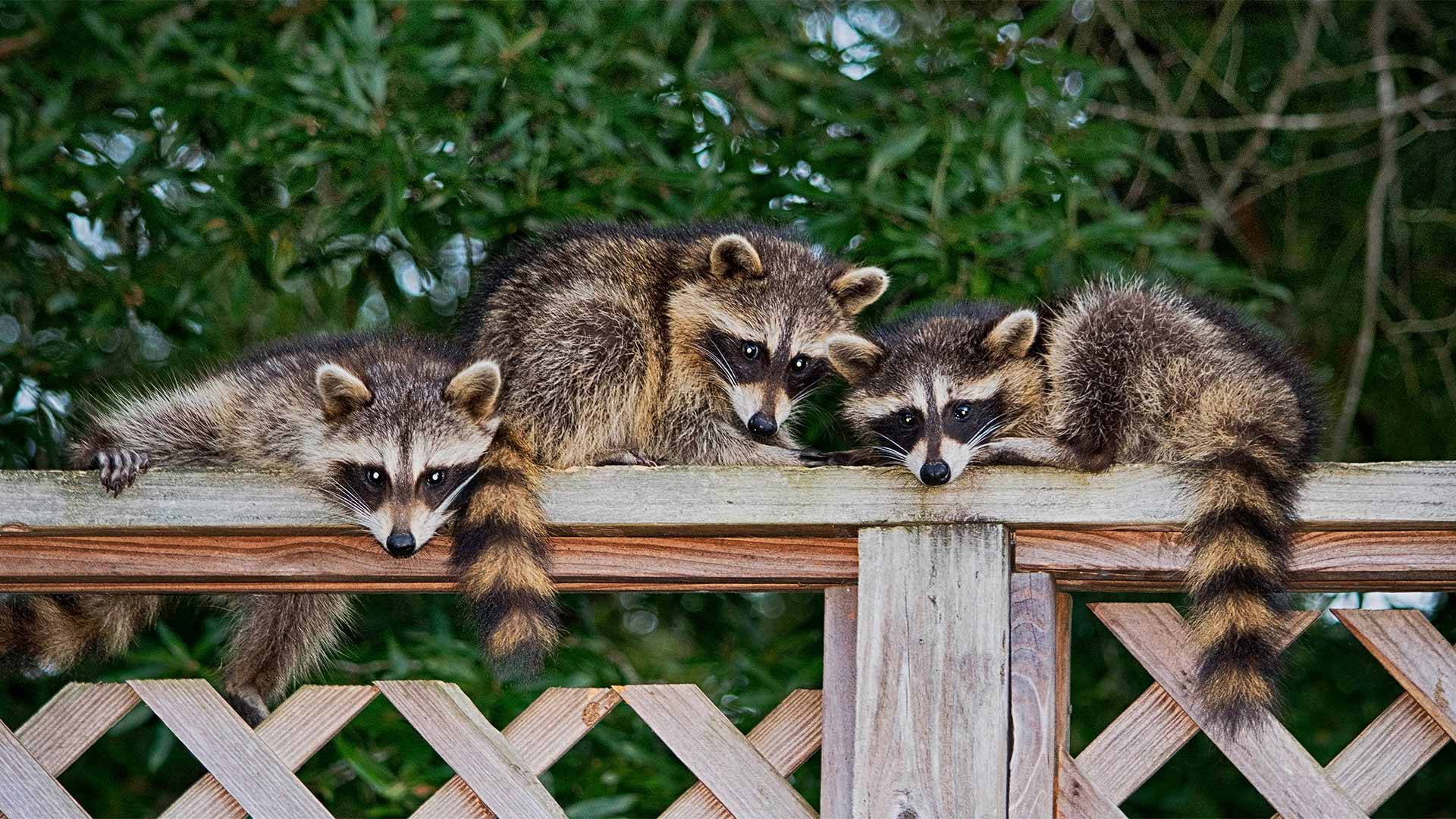 pack of raccons