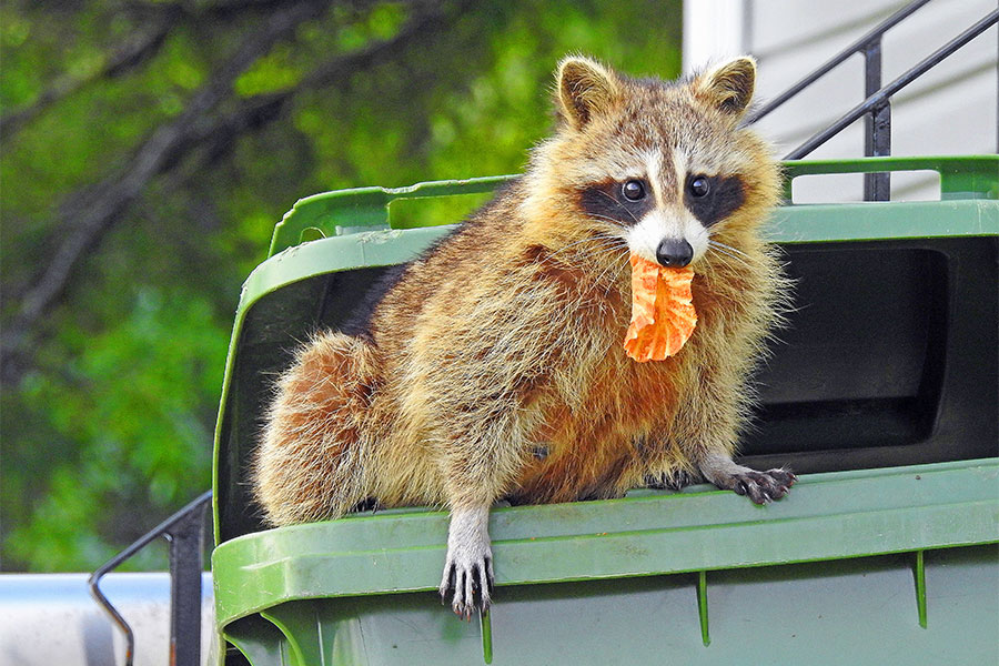 raccoon roaming in house trash speedway in