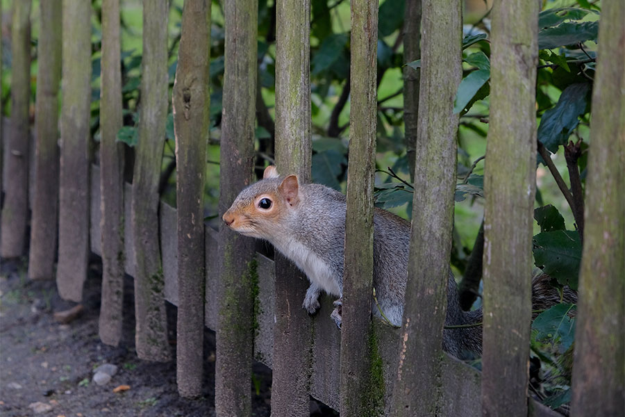 squirrel between wood fence speedway in