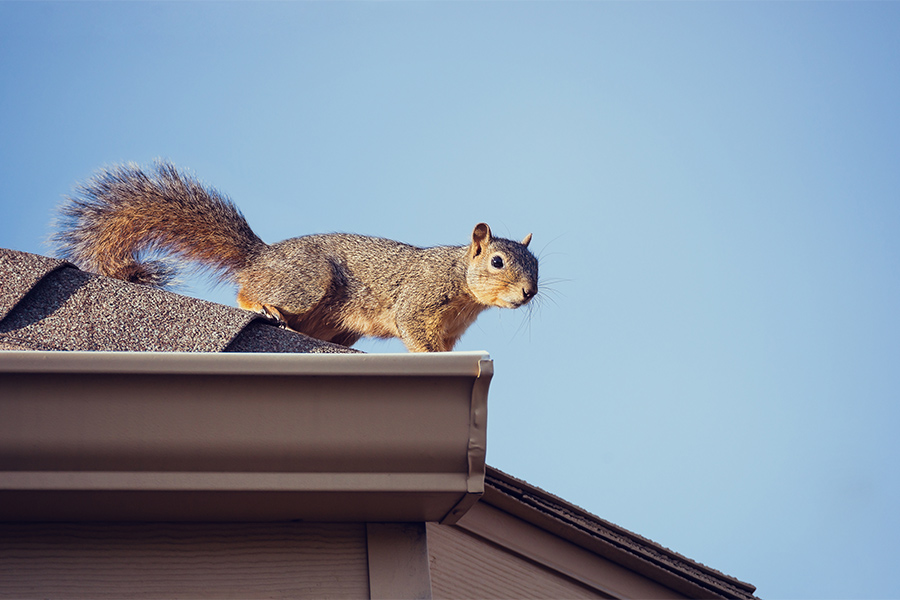 squirrel over house roof speedway in