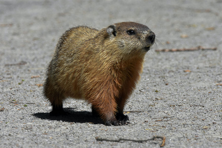 woodchuck in drivepath speedway in