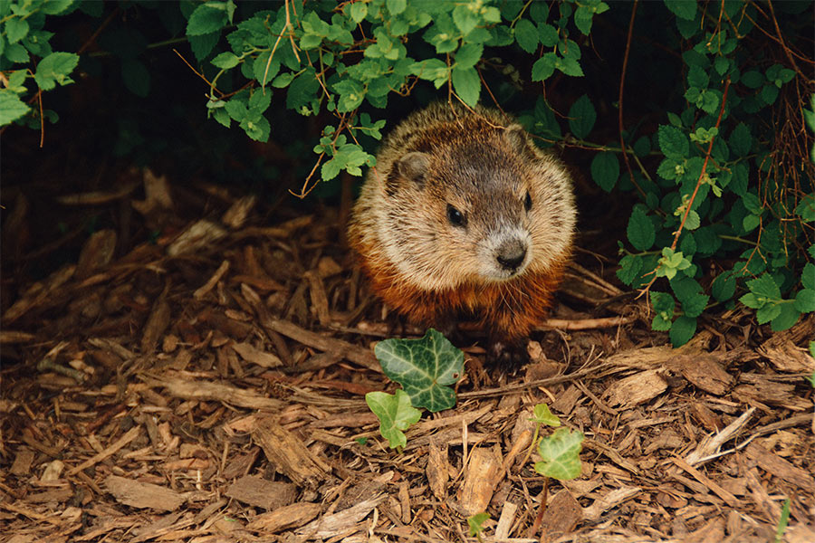 woodchucks between the bushes speedway in